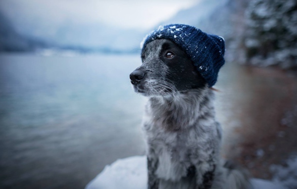 Собака породы бордер колли в теплой шапке 