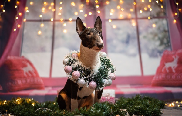 Бультерьер с рождественским венком у окна