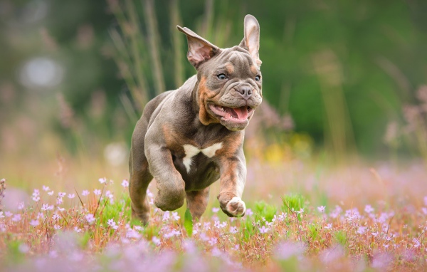 Бульдог бежит по полю с розовыми цветами