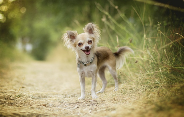 Веселая собака породы чихуахуа на дороге