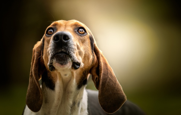 Умный пес породы бигль смотрит на хозяина