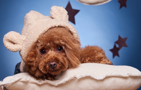 Милый коричневый пудель в костюме готовится ко сну