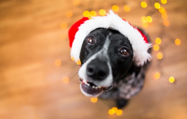 Морда пса в новогодней шапке