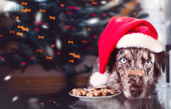 Собака в красной новогодней шапке с печеньем 