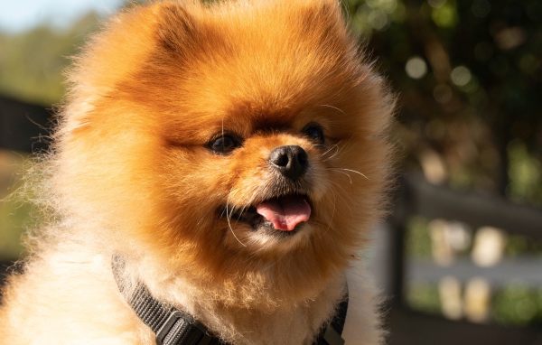 Пушистый померанский шпиц с высунутым языком