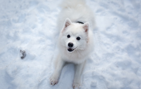 Забавная белая собака играет на снегу 
