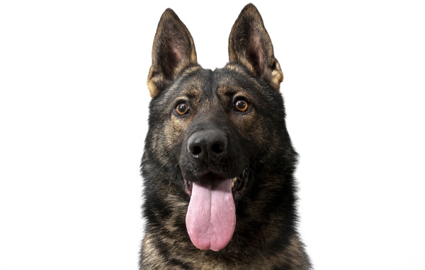 Немецкая овчарка  с высунутым языком