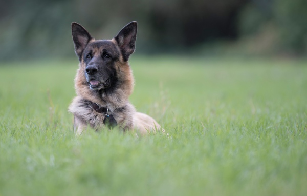 Немецкая овчарка отдыхает в зеленой траве