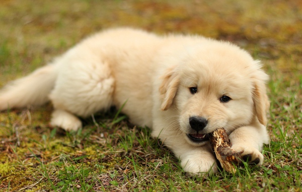 Щенок золотистого ретривера грызет палку на траве