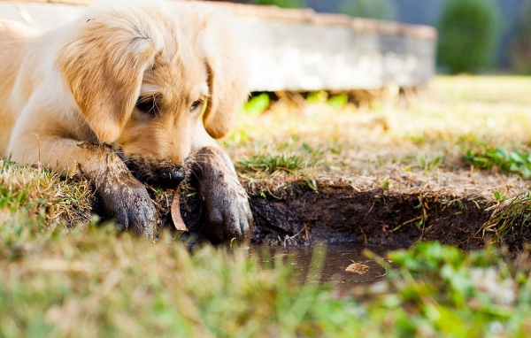 Золотистый ретривер с грязными лапами у лужи 