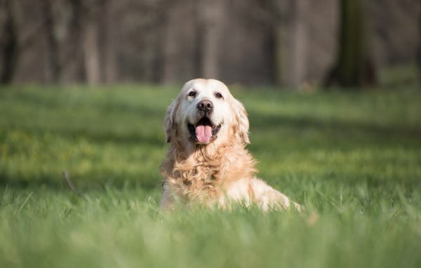 Золотистый ретривер с высунутым языком в зеленой траве