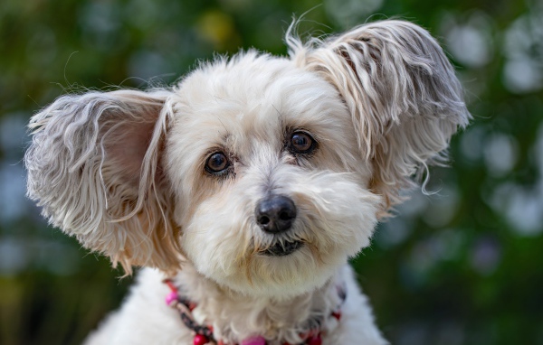 Спешная породистая собака с мохнатыми ушами