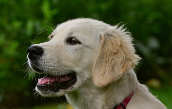 Большой золотистый ретривер с открытой пастью 