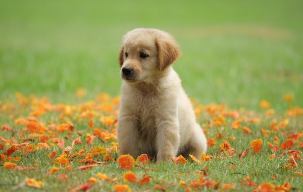 Маленький щенок золотистого ретривера сидит на зеленой траве с желтыми листьями