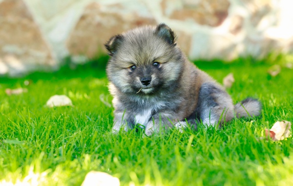 Маленький щенок померанского шпица на зеленой траве