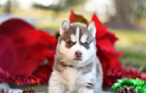 Маленький голубоглазый щенок хаски 