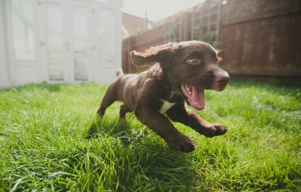 Маленький веселый щенок бежит по траве 