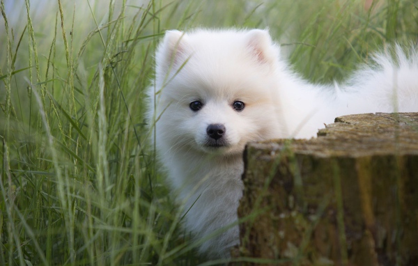Маленький пушистый белый щенок шпица в зеленой траве