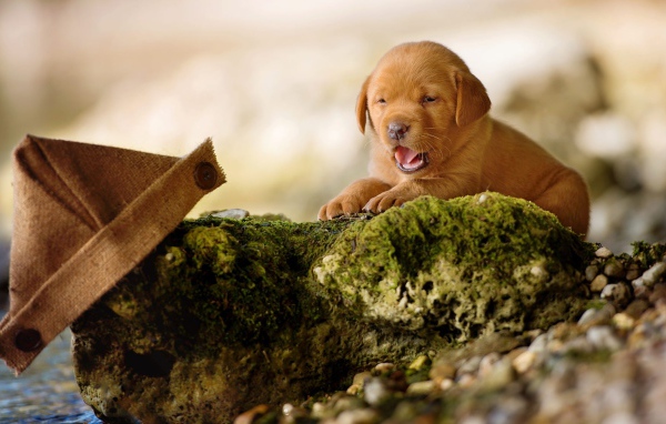 Маленький забавный щенок лабрадора на камне