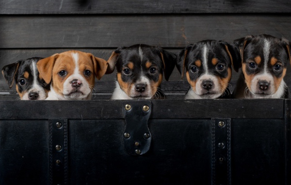 Маленькие забавные щенки сидят в черном чемодане 