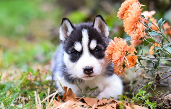 Маленький щенок хаски с цветами хризантемы 