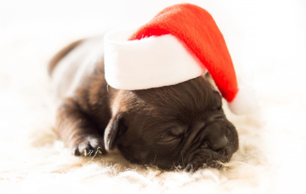 Маленький новорожденный щенок в новогодней шапке 