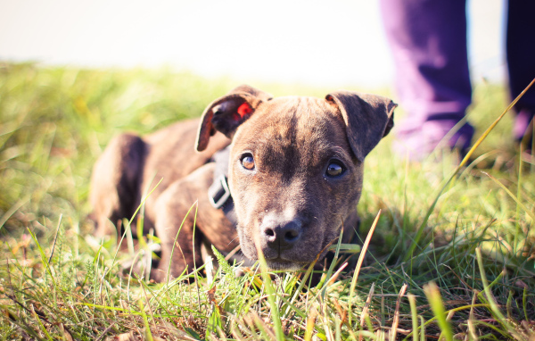 Маленький щенок питбуля лежит на траве