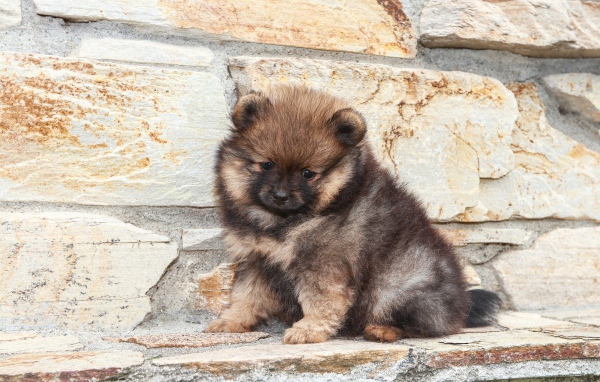 Маленький грустный щенок померанского шпица у стены 