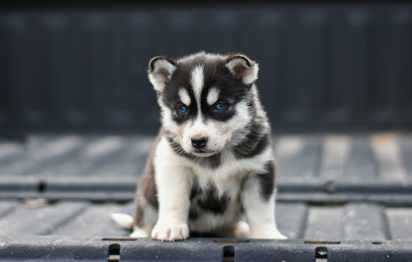 Маленький грустный голубоглазый щенок хаски 