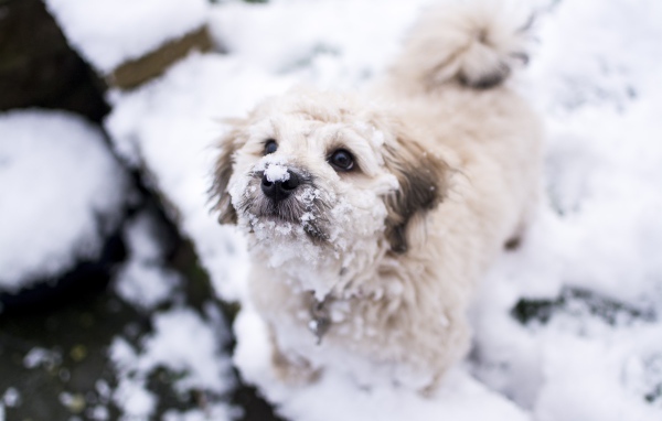 Маленький белый пес в снегу