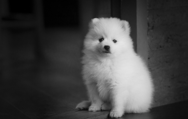 Маленький белый щенок шпица у двери 