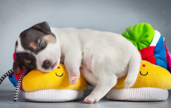 Щенок спит на детских пинетках 