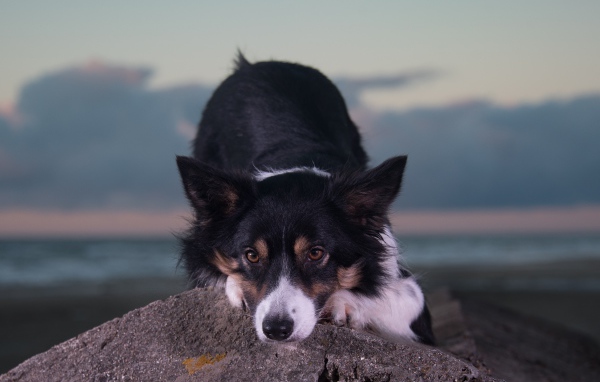 Породистая собака лежит на камне 