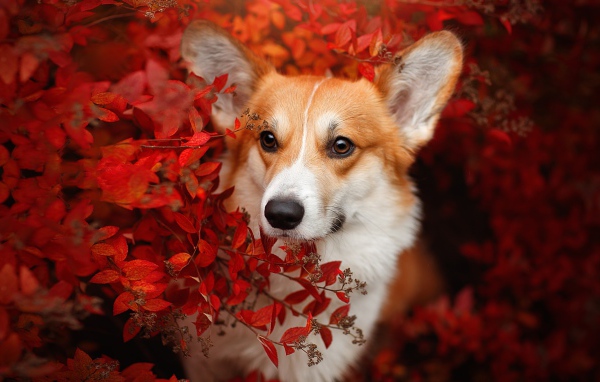 Рыжая собака вельш корги в красных листьях 