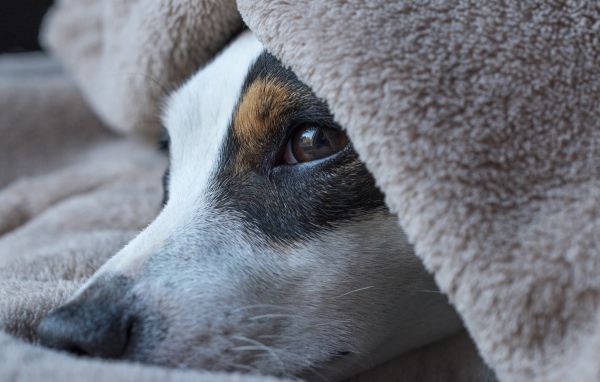Грустный пес лежит под одеялом 