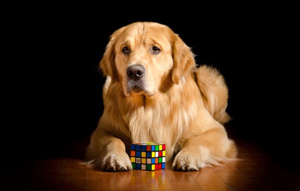 Грустный золотистый ретривер лежит с кубиком Рубика 