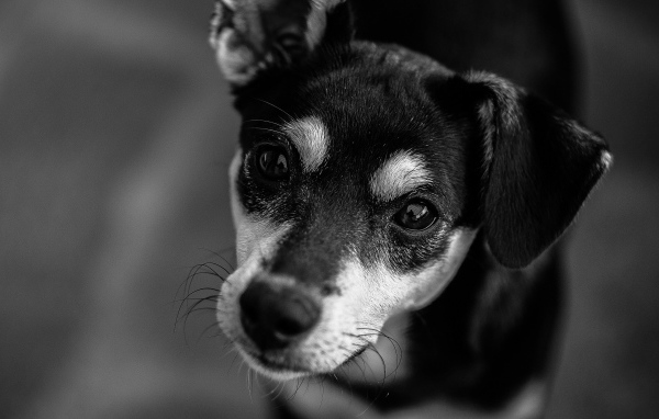 Грустный взгляд  пса черно-белое фото