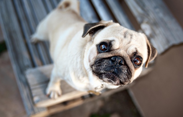 Грустный мопс смотрит на хозяина 