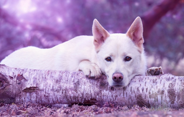 Грустная белая овчарка лежит на сухом дереве 