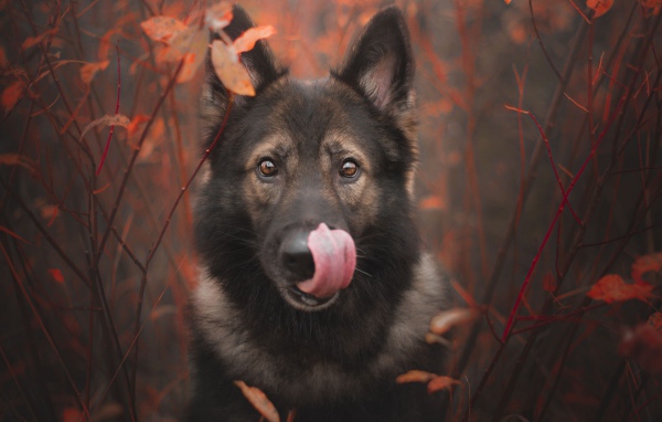Овчарка облизывает морду языком