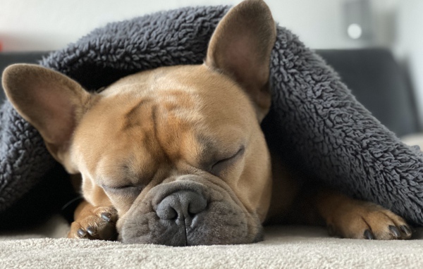 Спящий французский бульдог под одеялом