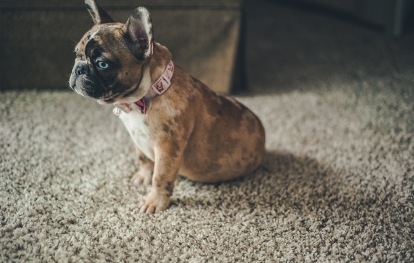 Маленький голубоглазый щенок французского бульдога 