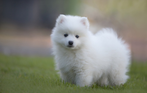 Small white fluffy Spitz puppy