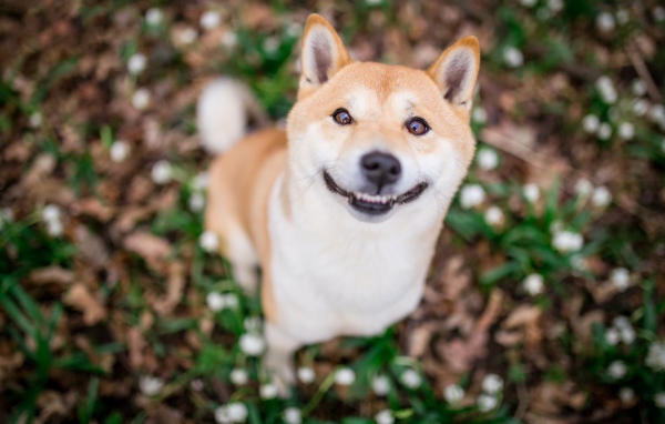 Улыбающаяся собака породы акита ину 