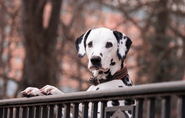 Пятнистый далматинец у перил 