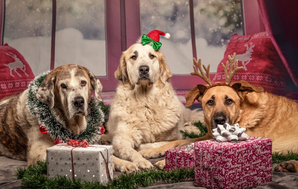 Три большие собаки с подарками на Рождество 
