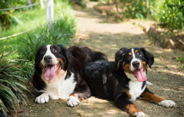 Две собаки породы Бернский зенненхунд с высунутым языком