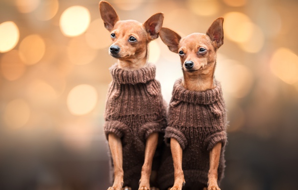 Две собаки породы чихуахуа в свитерах