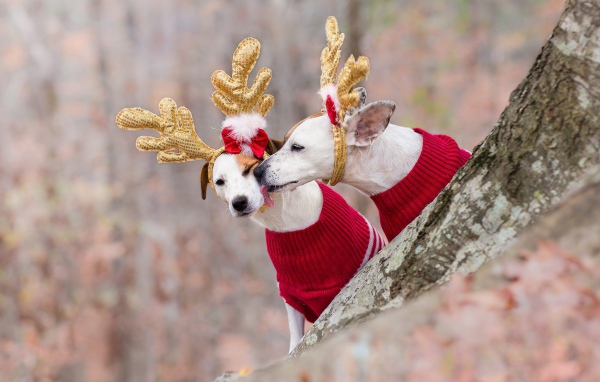 Две собаки в новогодних костюмах оленей в лесу