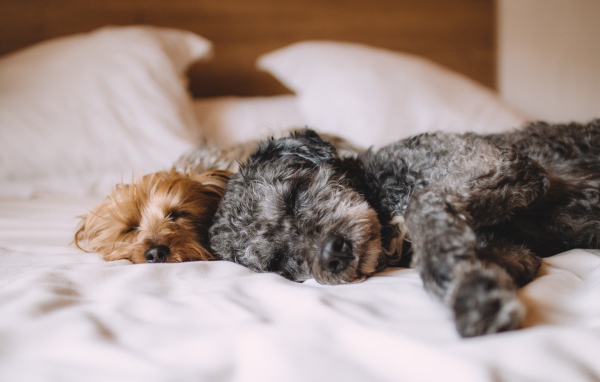 Two dogs sleeping on the bed